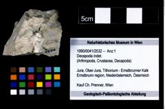 Foto (Objekt + Etikett) von Decapoda indet.  (NHMW-GEO-1990-0041-2532)